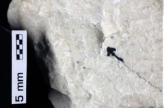 Foto (Detailansicht) von Goniodromites sp. (NHMW-GEO-1990-0041-0370)